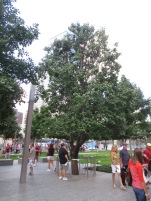 Survivor tree at ground zero
