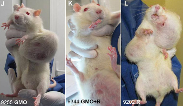 Tumors-Rats1